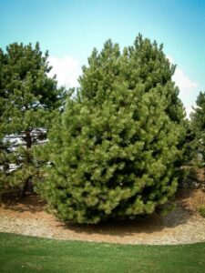 Сосна Чёрная (Pinus Nigra) купить по цене от 270.00р. в интернет-магазине «Посадика» с доставкой почтой в в Кириллове и по всей России – [изображение №1].