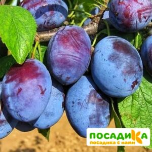 Слива Чачакская ранняя купить по цене от 229.00р. в интернет-магазине «Посадика» с доставкой почтой в в Кириллове и по всей России – [изображение №1].