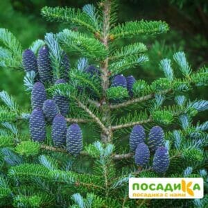 Пихта корейская (Abies koreana) купить по цене от 450.00р. в интернет-магазине «Посадика» с доставкой почтой в в Кириллове и по всей России – [изображение №1].