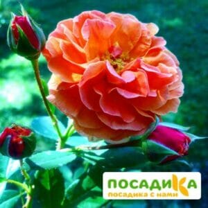 Роза Арабия купить по цене от 350.00р. в интернет-магазине «Посадика» с доставкой почтой в в Кириллове и по всей России – [изображение №1].