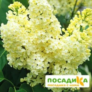 Сирень Примроуз (Primrose) купить по цене от 529.00р. в интернет-магазине «Посадика» с доставкой почтой в в Кириллове и по всей России – [изображение №1].