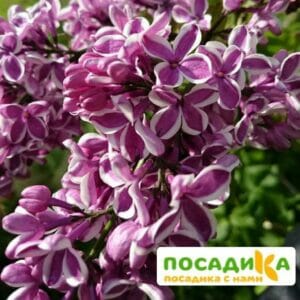 Сирень Сенсация купить по цене от 529.00р. в интернет-магазине «Посадика» с доставкой почтой в в Кириллове и по всей России – [изображение №1].