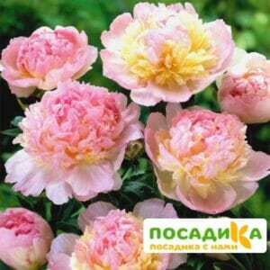 Пион Распберри Сандей (Paeonia Raspberry Sundae) купить по цене от 959р. в интернет-магазине «Посадика» с доставкой почтой в в Кириллове и по всей России – [изображение №1].