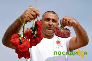 Клубника Гигант Джорнея купить по цене от 266р. в интернет-магазине «Посадика» с доставкой почтой в в Кириллове и по всей России – [изображение №1].