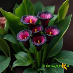 Калла Аура Лейс купить по цене от 400р. в интернет-магазине «Посадика» с доставкой почтой в в Кириллове и по всей России – [изображение №1].