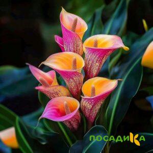 Калла Оникс купить по цене от 450р. в интернет-магазине «Посадика» с доставкой почтой в в Кириллове и по всей России – [изображение №1].