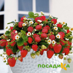 Клубника Рубиновый Шепот (горшечная) купить по цене от 240р. в интернет-магазине «Посадика» с доставкой почтой в в Кириллове и по всей России – [изображение №1].