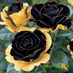 Роза Ханни Сикл купить по цене от 700р. в интернет-магазине «Посадика» с доставкой почтой в в Кириллове и по всей России – [изображение №1].