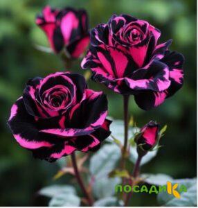 Роза Багровый Шепот купить по цене от 366р. в интернет-магазине «Посадика» с доставкой почтой в в Кириллове и по всей России – [изображение №1].