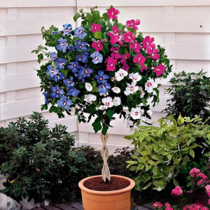 Гибискус-Дерево Триколор купить по цене от 289р. в интернет-магазине «Посадика» с доставкой почтой в в Кириллове и по всей России – [изображение №1].