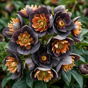 Морозник Блум Айс купить по цене от 499р. в интернет-магазине «Посадика» с доставкой почтой в в Кириллове и по всей России – [изображение №1].