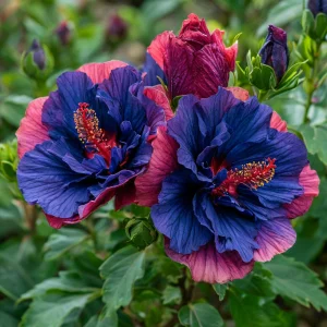 Гибискус Роуз Шайн купить по цене от 360р. в интернет-магазине «Посадика» с доставкой почтой в в Кириллове и по всей России – [изображение №1].