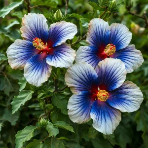 Гибискус Илюжн Вилью купить по цене от 259р. в интернет-магазине «Посадика» с доставкой почтой в в Кириллове и по всей России – [изображение №1].