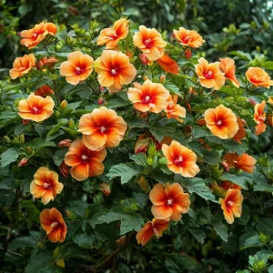 Гибискус Кристал Рэй купить по цене от 458р. в интернет-магазине «Посадика» с доставкой почтой в в Кириллове и по всей России – [изображение №1].