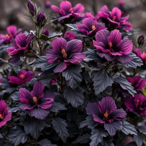 Гибискус Корал Чарм купить по цене от 271р. в интернет-магазине «Посадика» с доставкой почтой в в Кириллове и по всей России – [изображение №1].