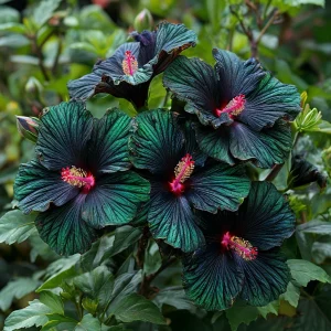 Гибискус Пикок Плюм купить по цене от 490р. в интернет-магазине «Посадика» с доставкой почтой в в Кириллове и по всей России – [изображение №1].