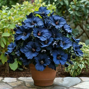 Гибискус Селестиал Флейм купить по цене от 326р. в интернет-магазине «Посадика» с доставкой почтой в в Кириллове и по всей России – [изображение №1].