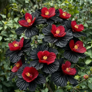 Гибискус Ройял Афеа купить по цене от 460р. в интернет-магазине «Посадика» с доставкой почтой в в Кириллове и по всей России – [изображение №1].