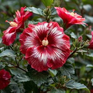 Гибискус Пурпл Мистик купить по цене от 360р. в интернет-магазине «Посадика» с доставкой почтой в в Кириллове и по всей России – [изображение №1].