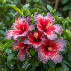 Гибискус Кримсон Флейм купить по цене от 479р. в интернет-магазине «Посадика» с доставкой почтой в в Кириллове и по всей России – [изображение №1].