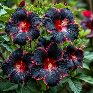 Гибискус садовый Файер Дэнсер купить по цене от 450р. в интернет-магазине «Посадика» с доставкой почтой в в Кириллове и по всей России – [изображение №1].